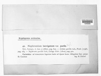 Nephroma laevigatum image